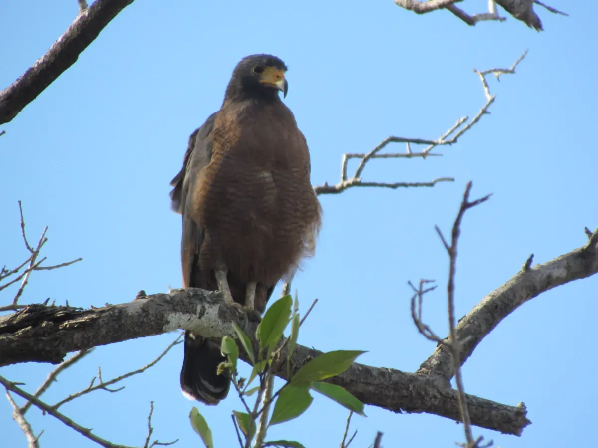 File:Buteogallus aequinoctialis - Caranguejeiro.jpg