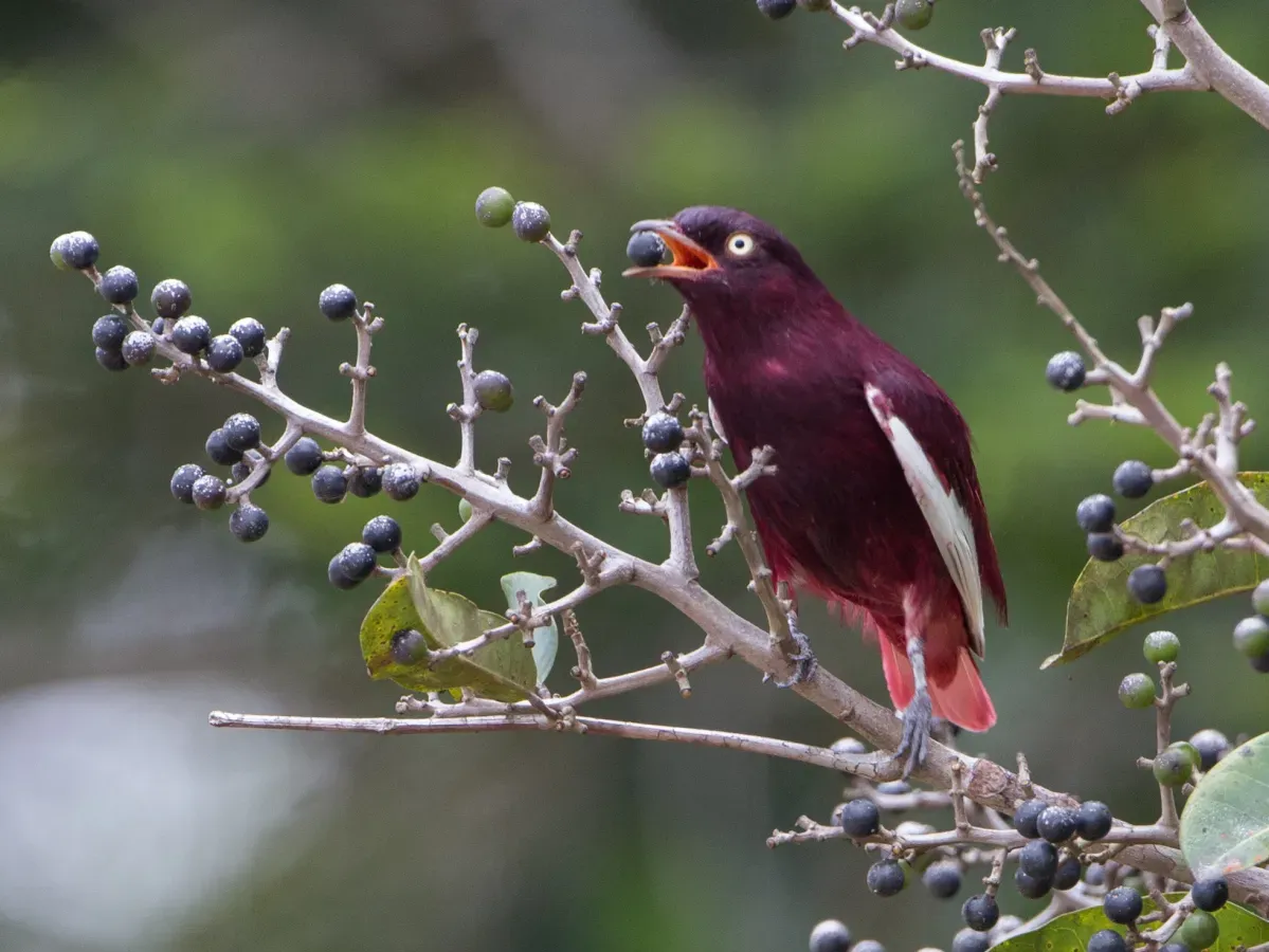 File:Anambé-pompadora (Xipholena punicea) macho.jpg