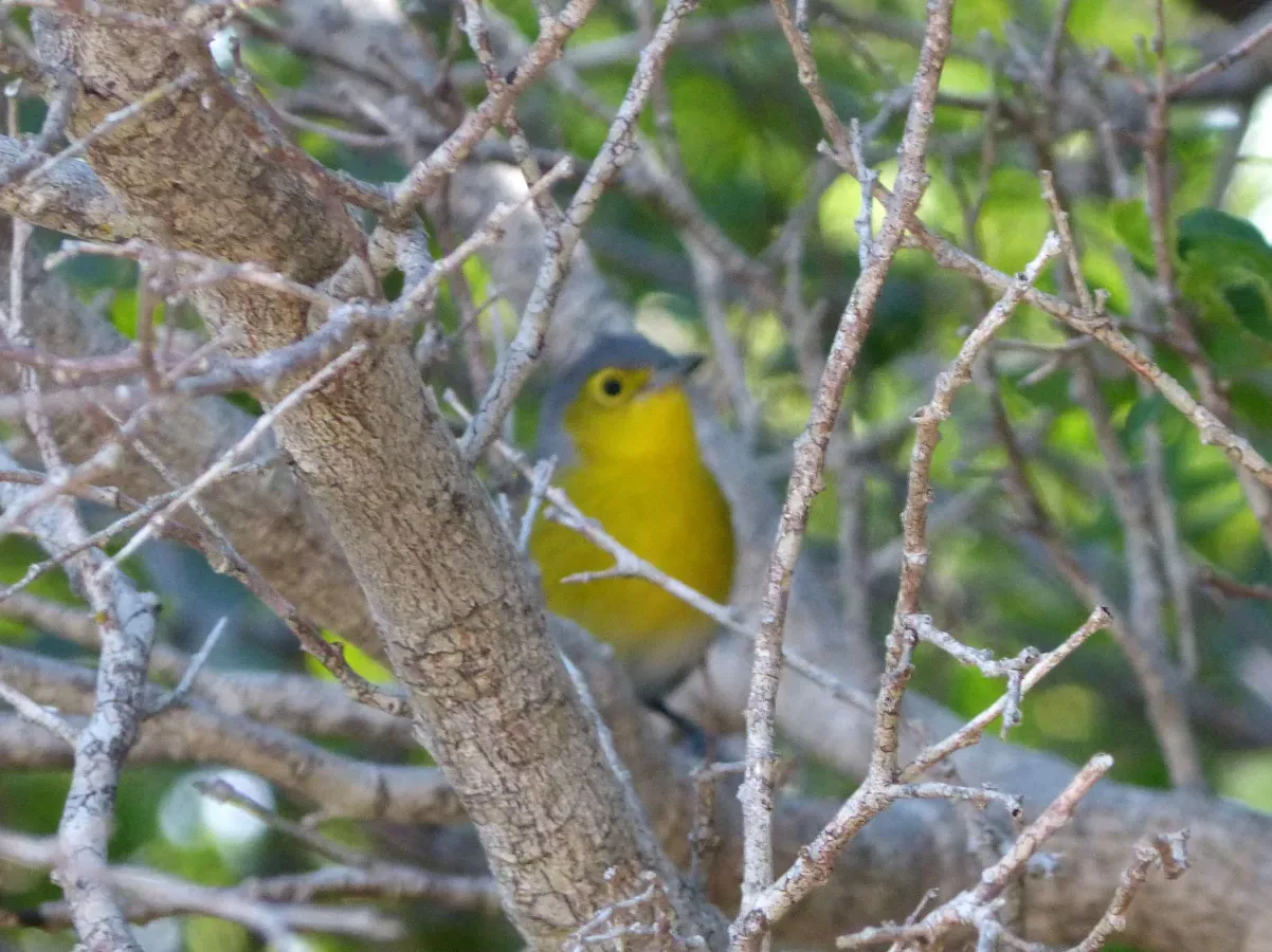 File:Oriente Warbler. Teretistris fornsi. Endemic - Flickr - gailhampshire.jpg