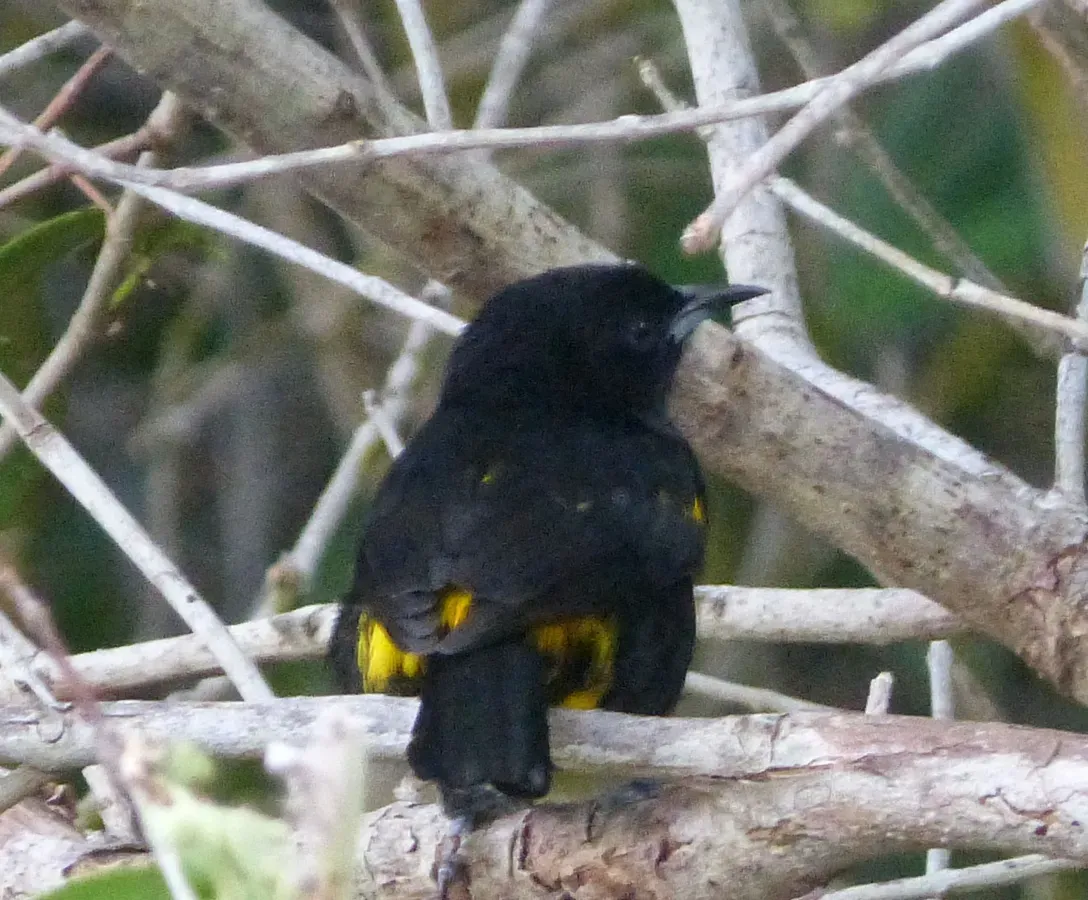 File:Cuban oriole - subspecies of Greater Antillean, Icterus dominicensis melanopsis - Flickr - gailhampshire.jpg