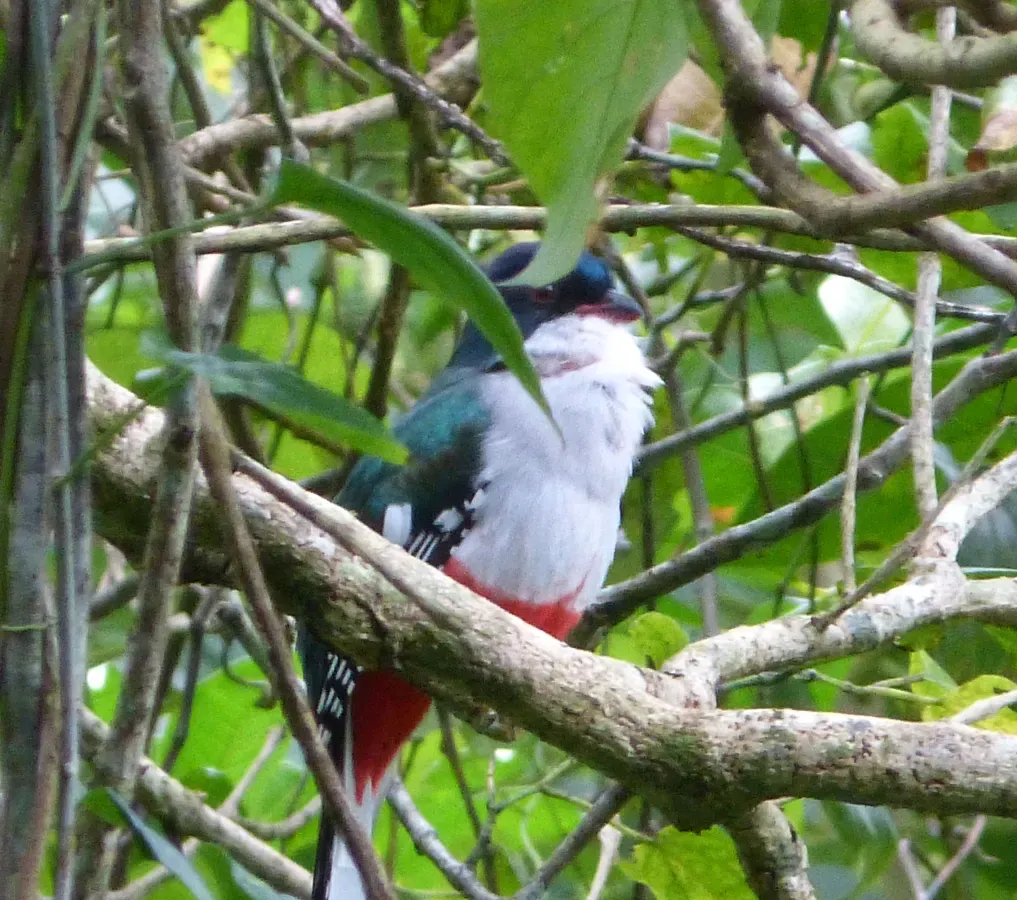 File:Cuban Trogon, Priotelus temnurus - Flickr - gailhampshire (1).jpg