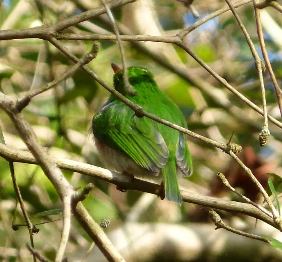 File:Cuban Tody. Todus multicolor , back view - Flickr - gailhampshire.jpg