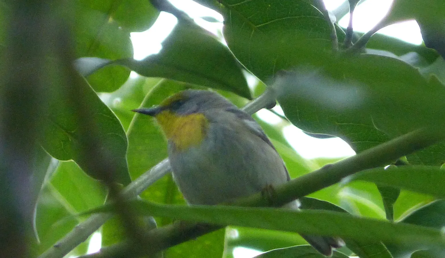 File:Olive-capped warbler Setophaga pityophila. Endemic - Flickr - gailhampshire.jpg