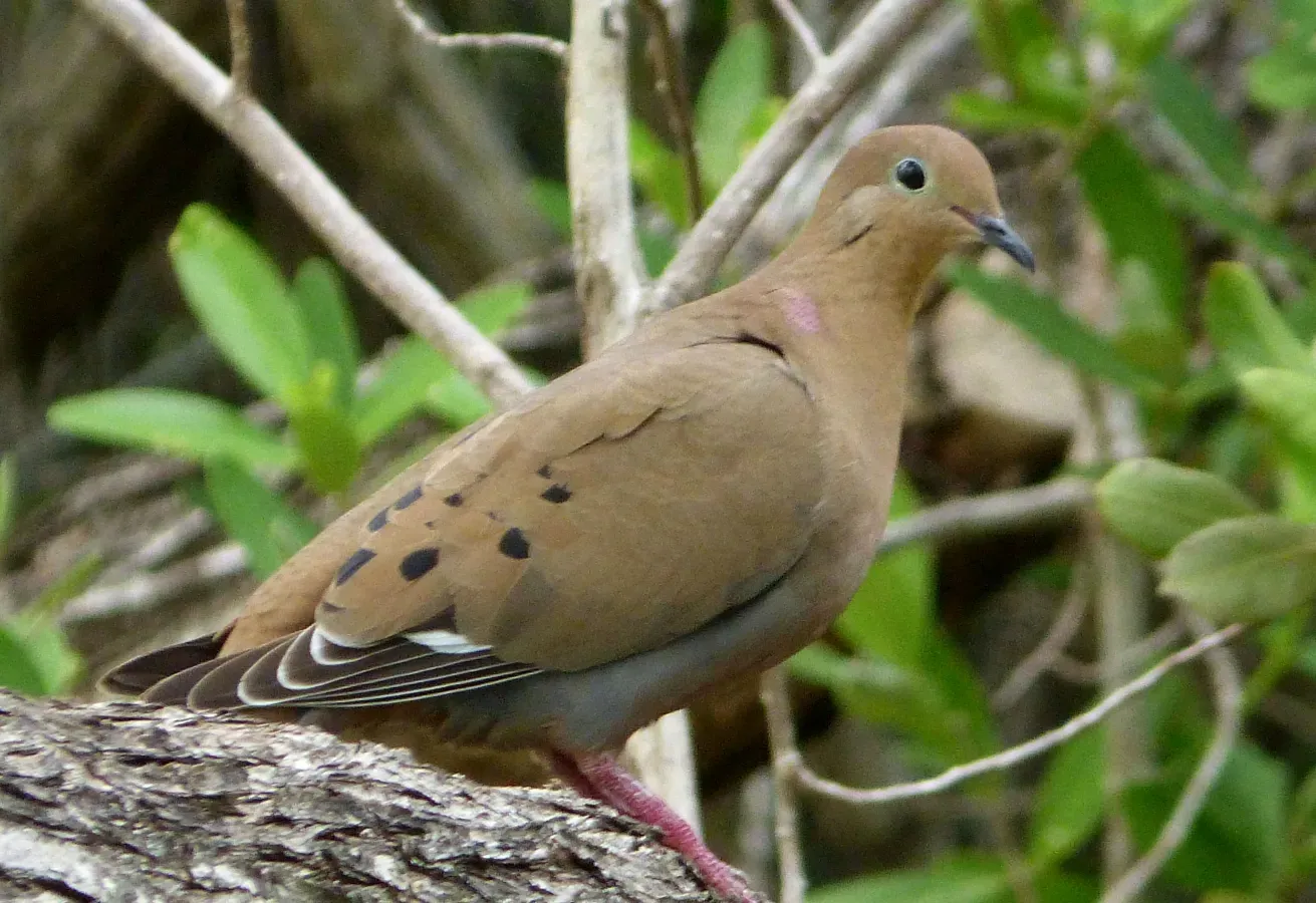 File:Zenaida Dove. Zenaida aurita - Flickr - gailhampshire.jpg