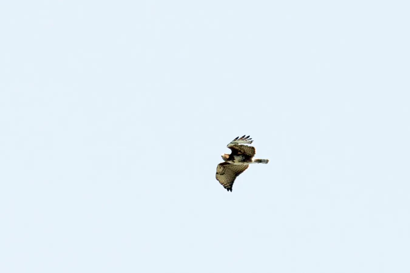 File:Buteo brachypterus 001.jpg