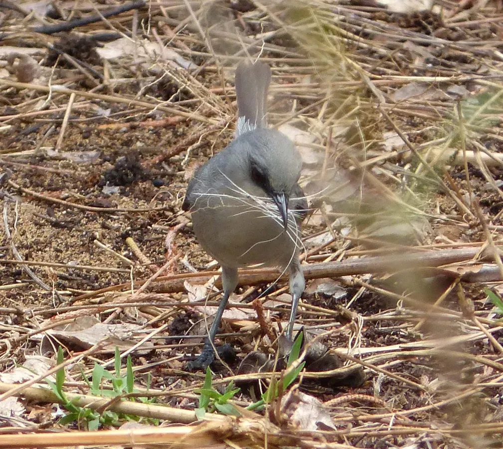 File:Mauritius Grey White-eye. Zosterops mauritianus - Flickr - gailhampshire.jpg