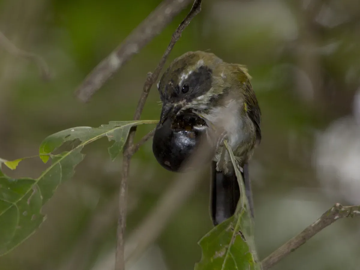 File:Arremon taciturnus.jpg