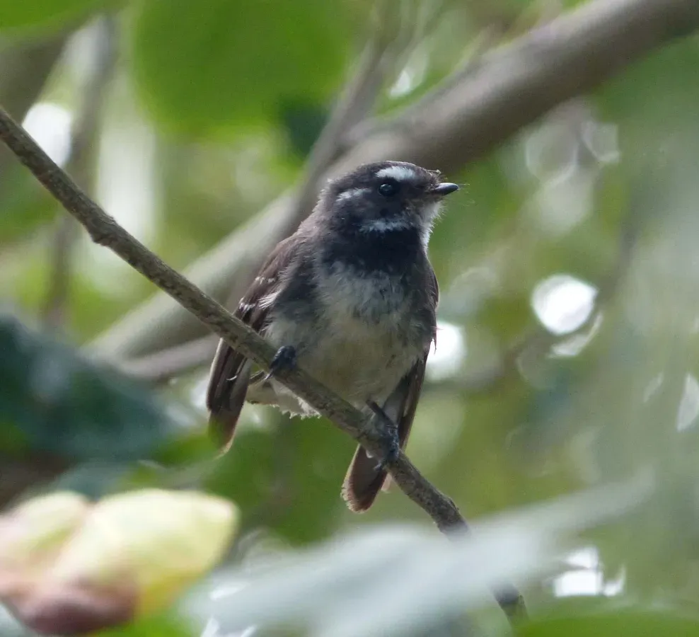File:Grey Fantail. Rhipidura albiscapa - Flickr - gailhampshire (1).jpg