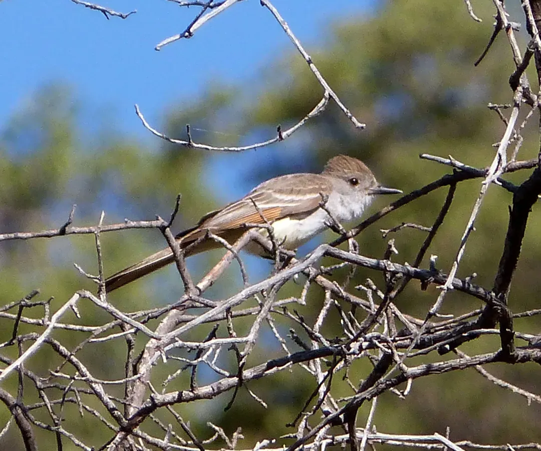 File:As-throated Flycatcher. Myiarchus cinerascens - Flickr - gailhampshire.jpg
