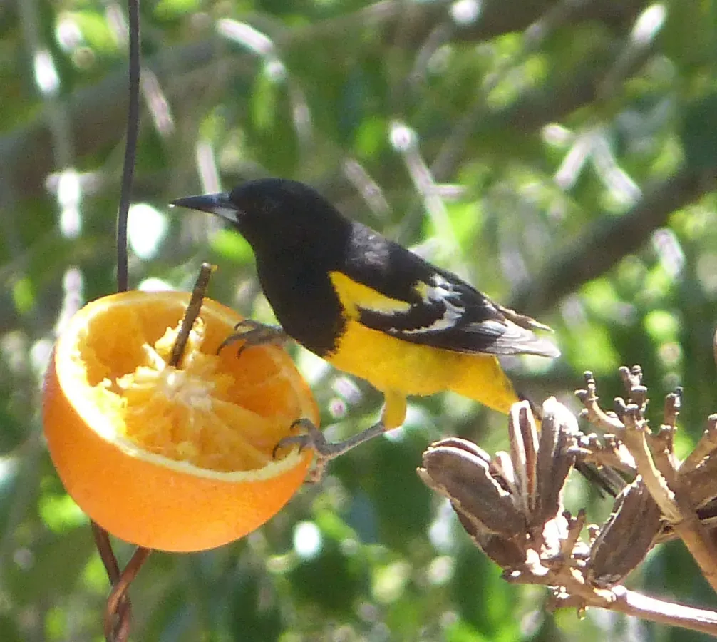 File:Icterus parisorum - Flickr - gailhampshire.jpg