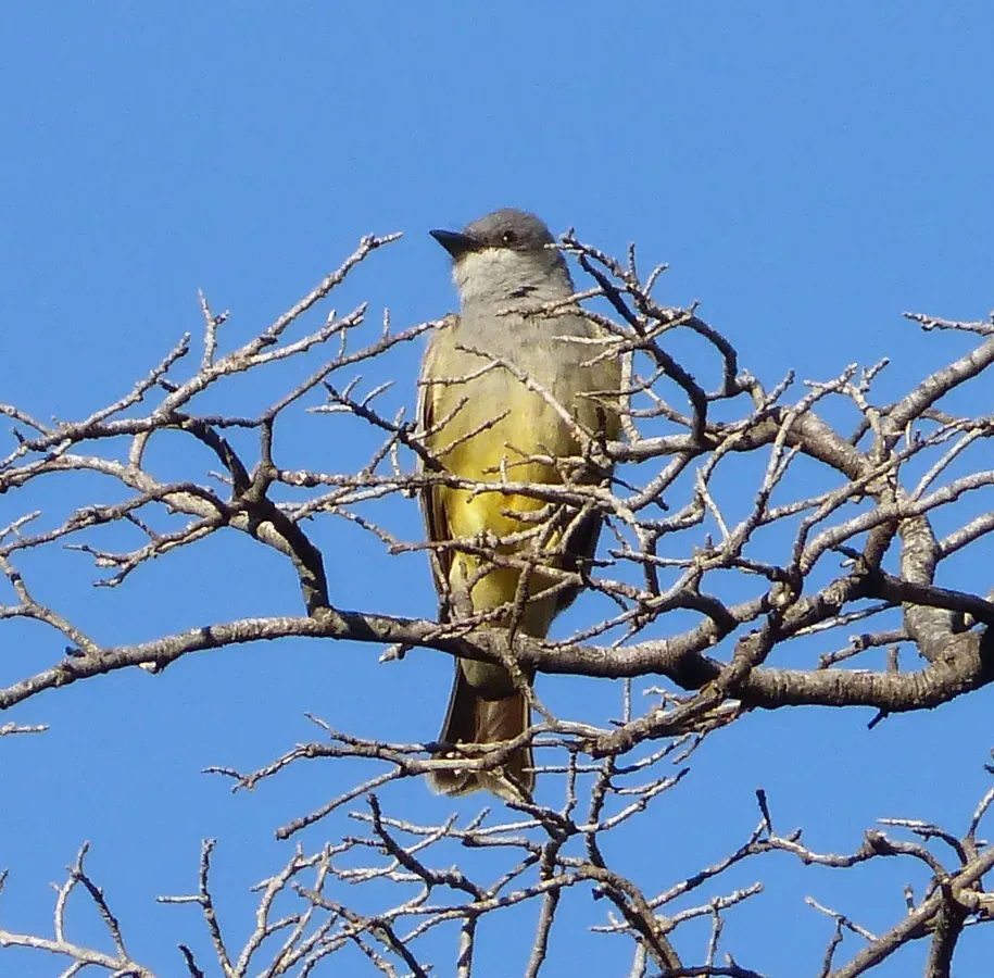 File:Cassin's Kingbird. Tyrannus vociferans - Flickr - gailhampshire.jpg
