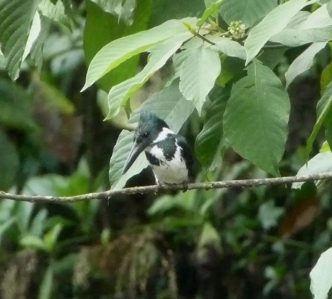 File:Amazon Kingfisher. Chloroceryle inda. Female. - Flickr - gailhampshire.jpg