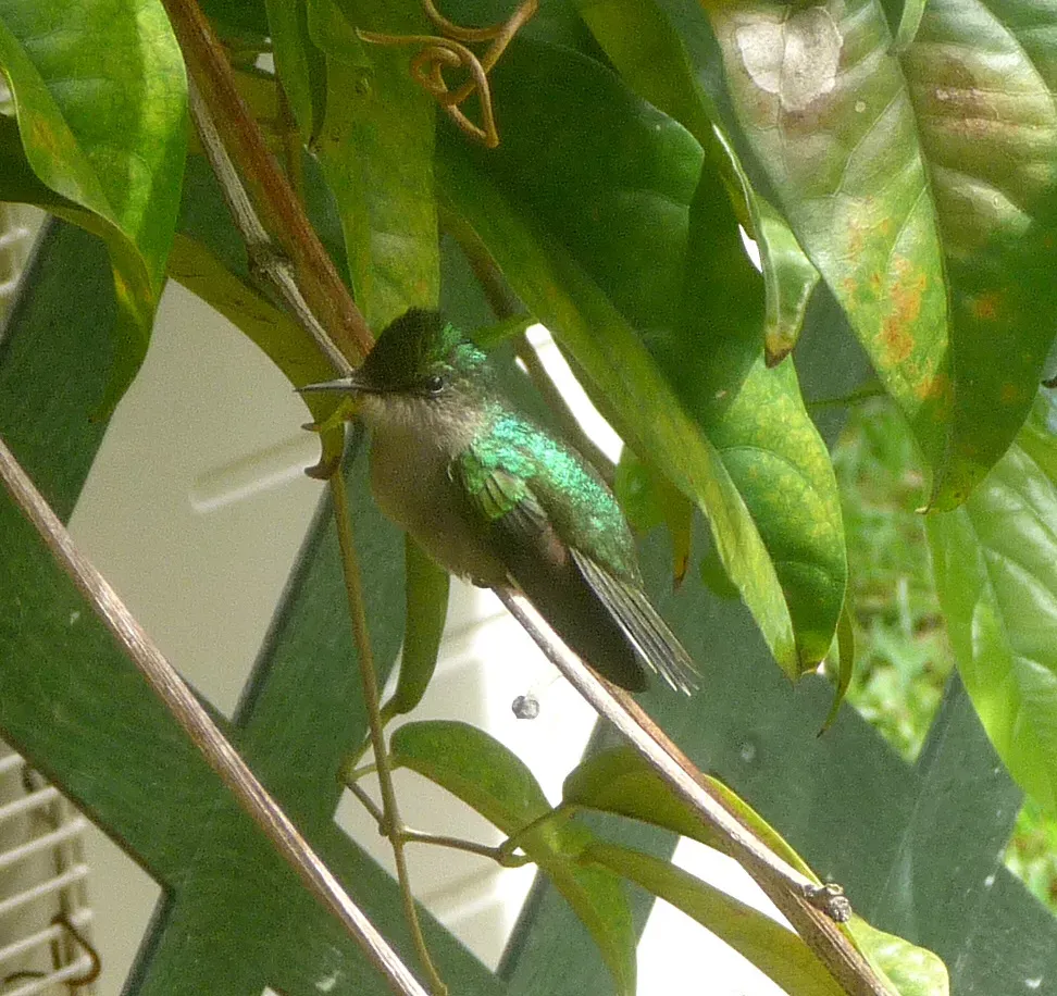 File:Antillean Crested Hummingbird. Orthorhyncus cristatus. Female - Flickr - gailhampshire.jpg