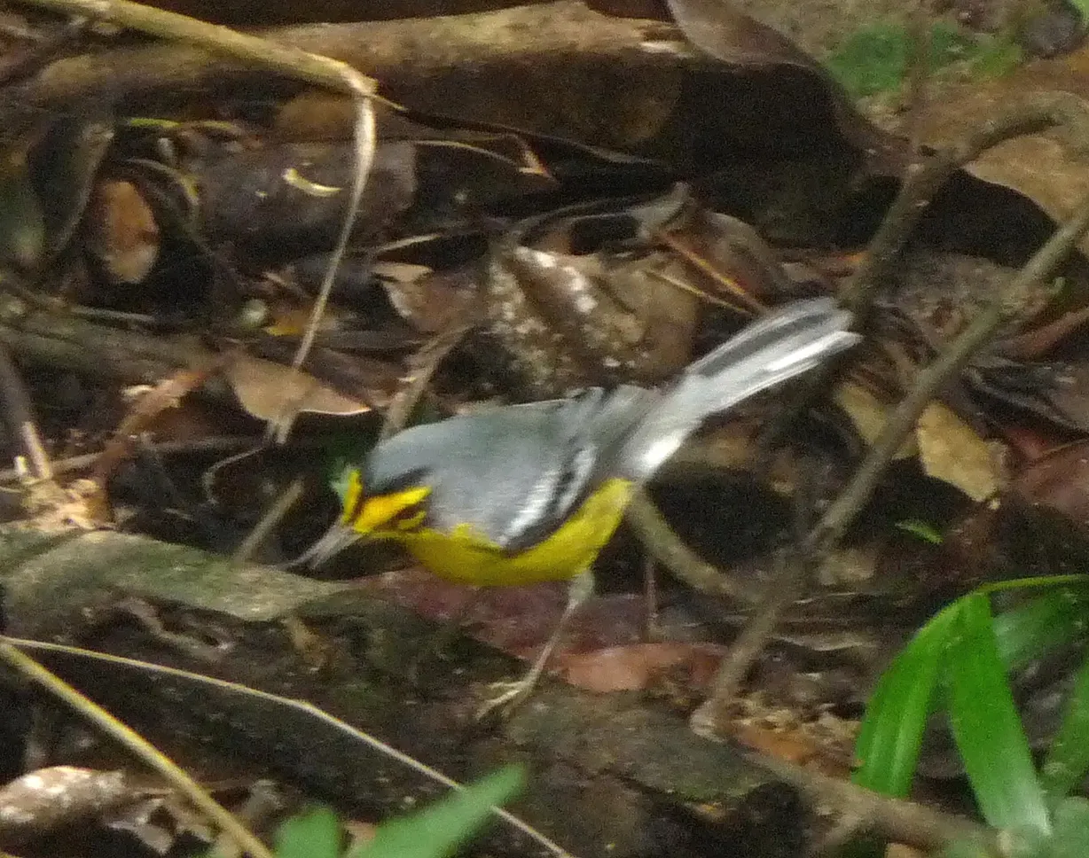 File:St. Lucia Warbler. Setophaga delicata.Endemic - Flickr - gailhampshire.jpg