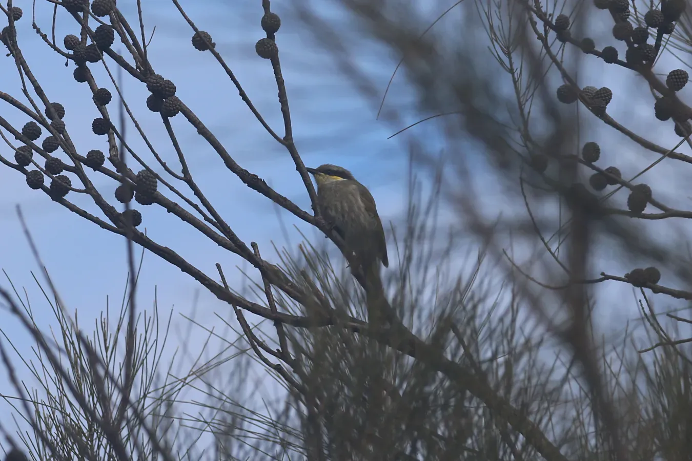 File:Gavicalis virescens (27153639895).jpg