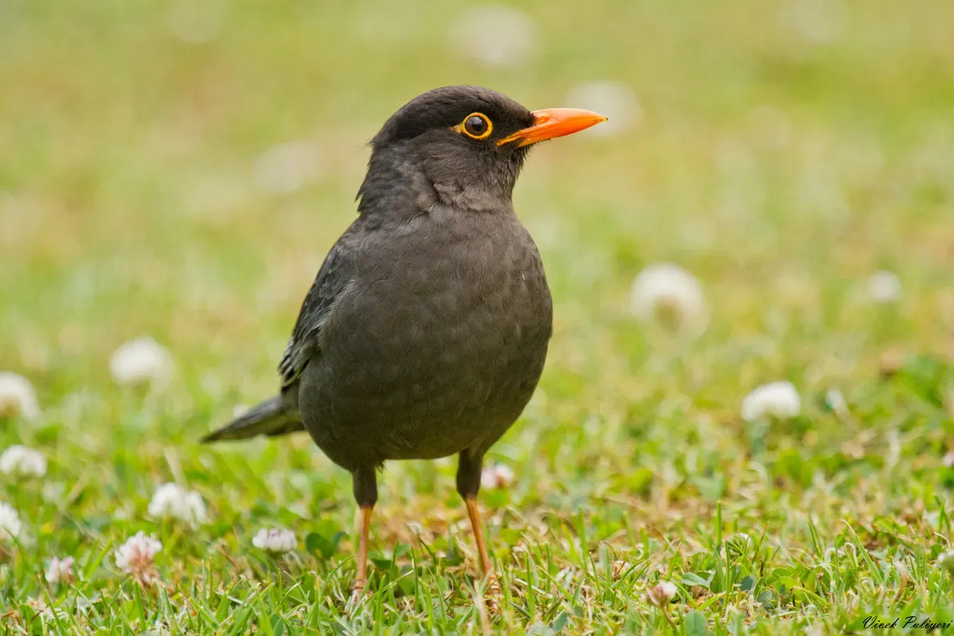 File:Indian Blackbird (Turdus simillimus).jpg