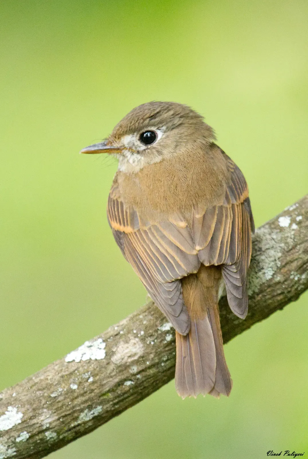 File:Brown-breasted Flycatcher (Muscicapa muttui).jpg