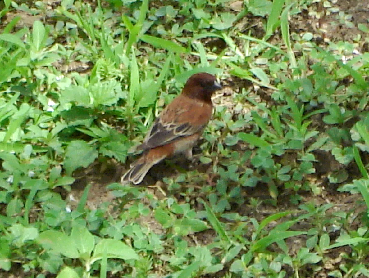 File:Chesnut Sparrow. Passer eminibey - Flickr - gailhampshire.jpg