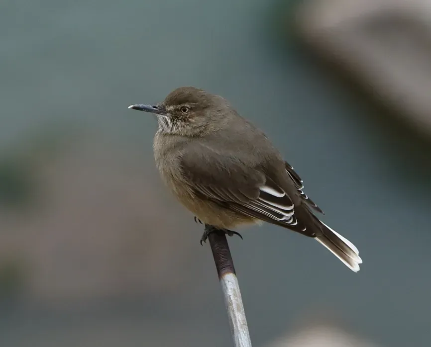 File:Agriornis montanus - Black-billed shrike-tyrant.jpg