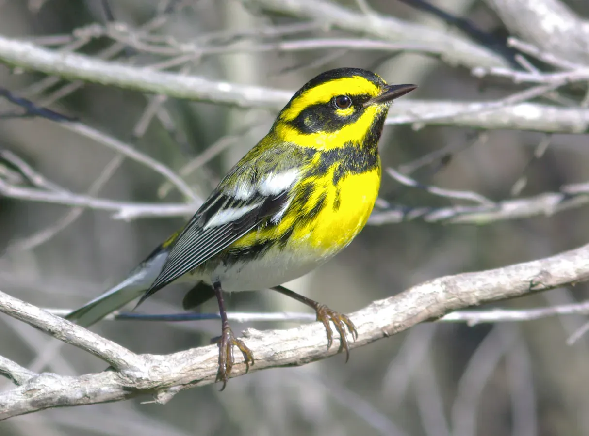File:Setophaga townsendi, San Luis Obispo County, California 1.jpg