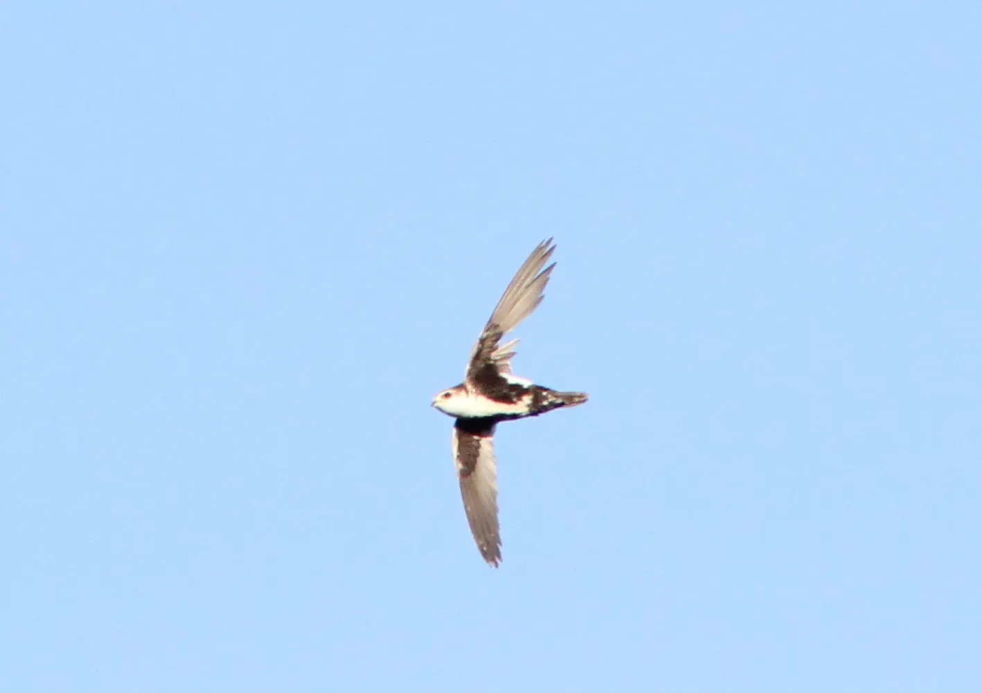 File:Aeronautes saxatalis, Kerr Dam, Montana 1.jpg