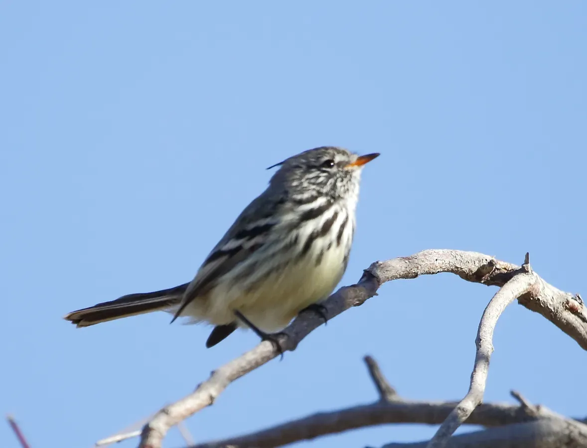 File:Anairetes flavirostris - Yellow-billed tit-tyrant.jpg