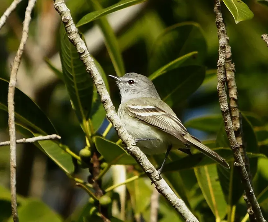 File:Inezia inornata - Plain tyrannulet.jpg