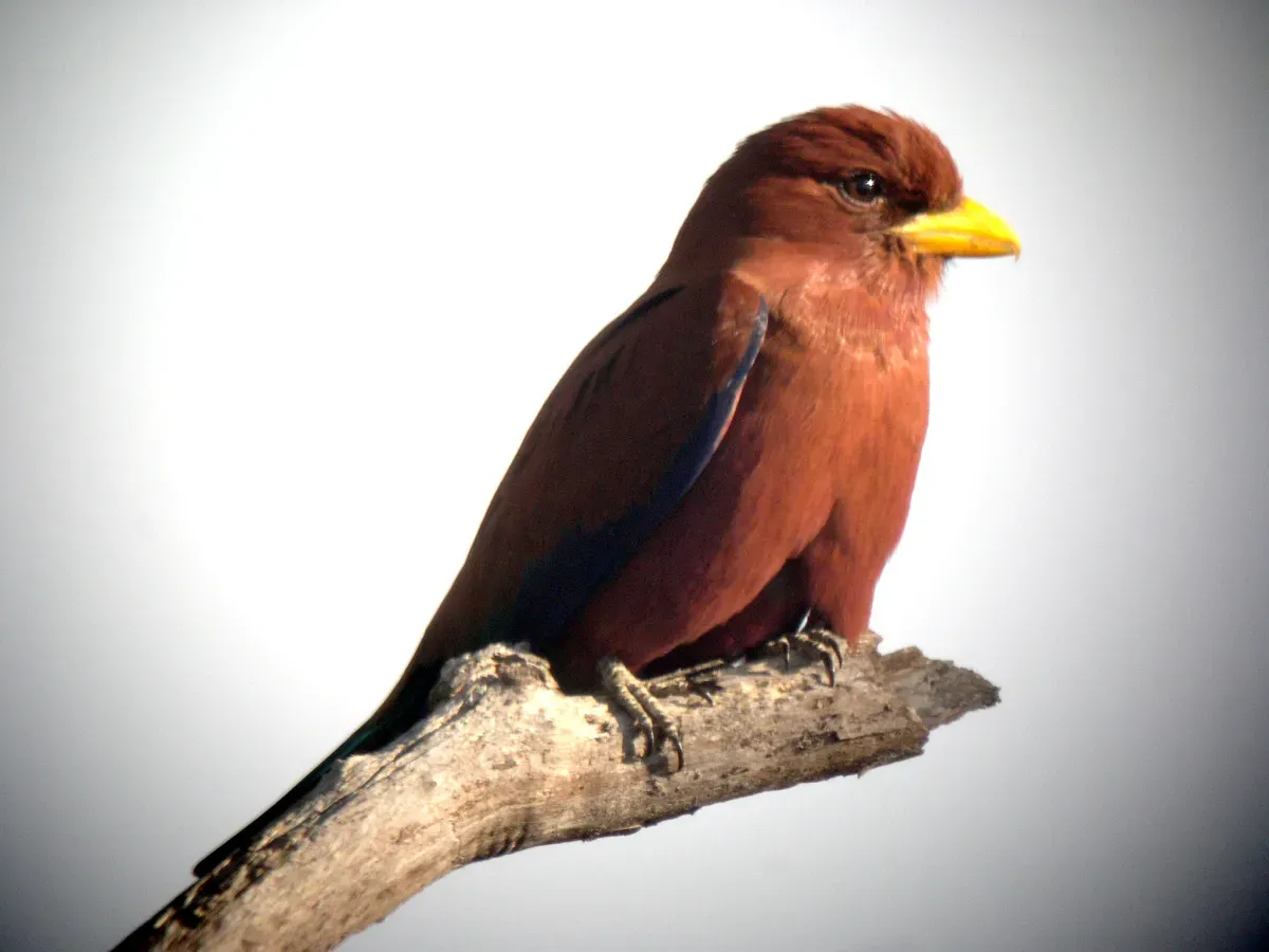 File:Broad-billed Roller. Eurystomus glaucurus - Flickr - gailhampshire.jpg