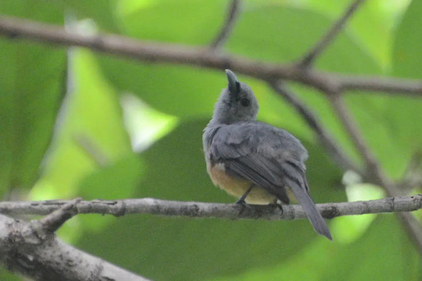 File:Monarcha cinerascens - Talaud Islands (1).jpg