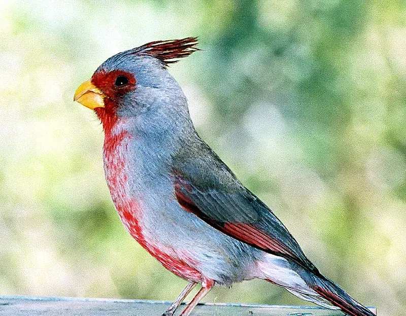 File:Cardinalis sinuatus- the Pyrrhuloxia - Flickr - Dick Culbert.jpg