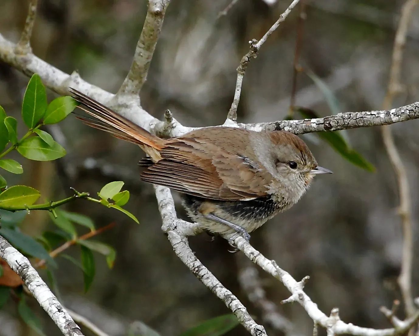 File:Asthenes baeri - Short-billed canastero.jpg