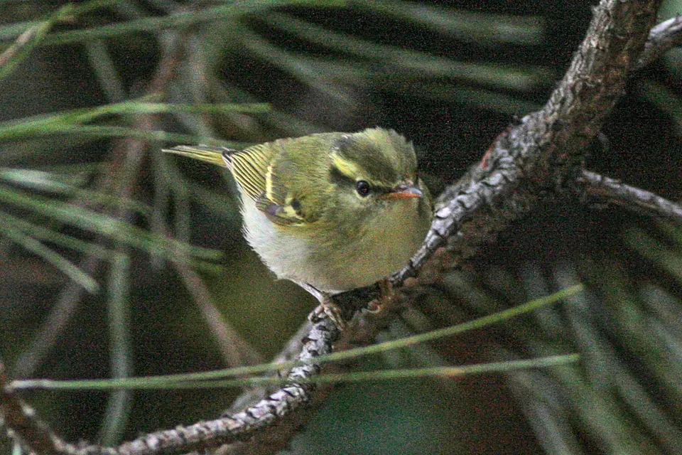 File:Phylloscopus ogilviegranti.jpg