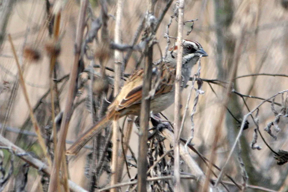 File:Rhynchospiza strigiceps.jpg