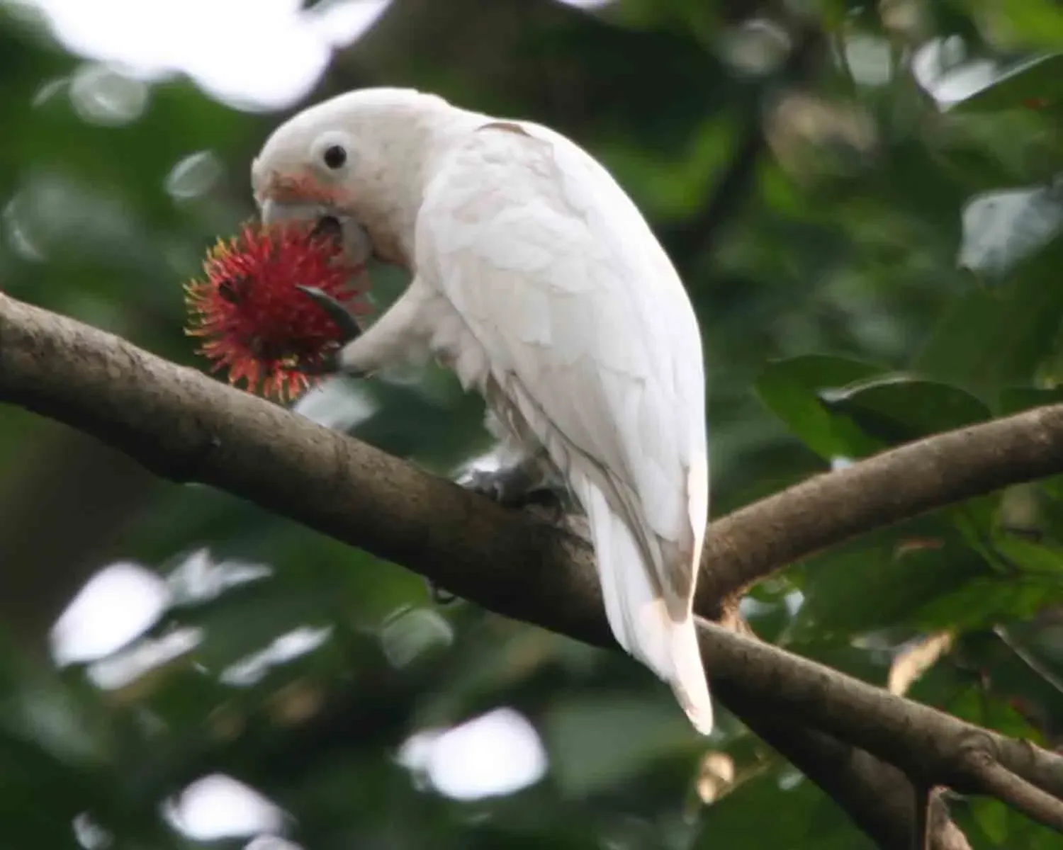 File:Cacatua goffiniana -eating rambutan-6.jpg