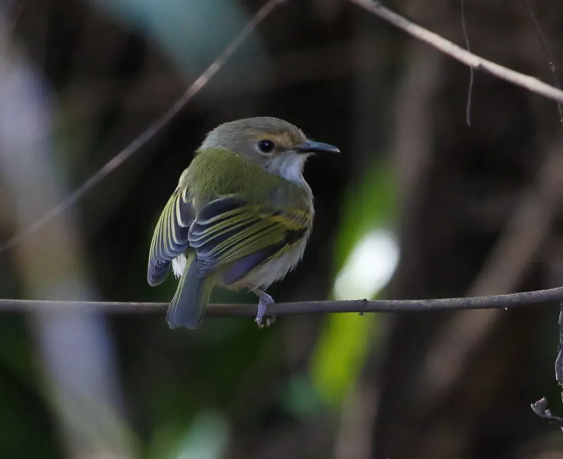 File:Poecilotriccus latirostris - Rusty-fronted tody-flycatcher.jpg