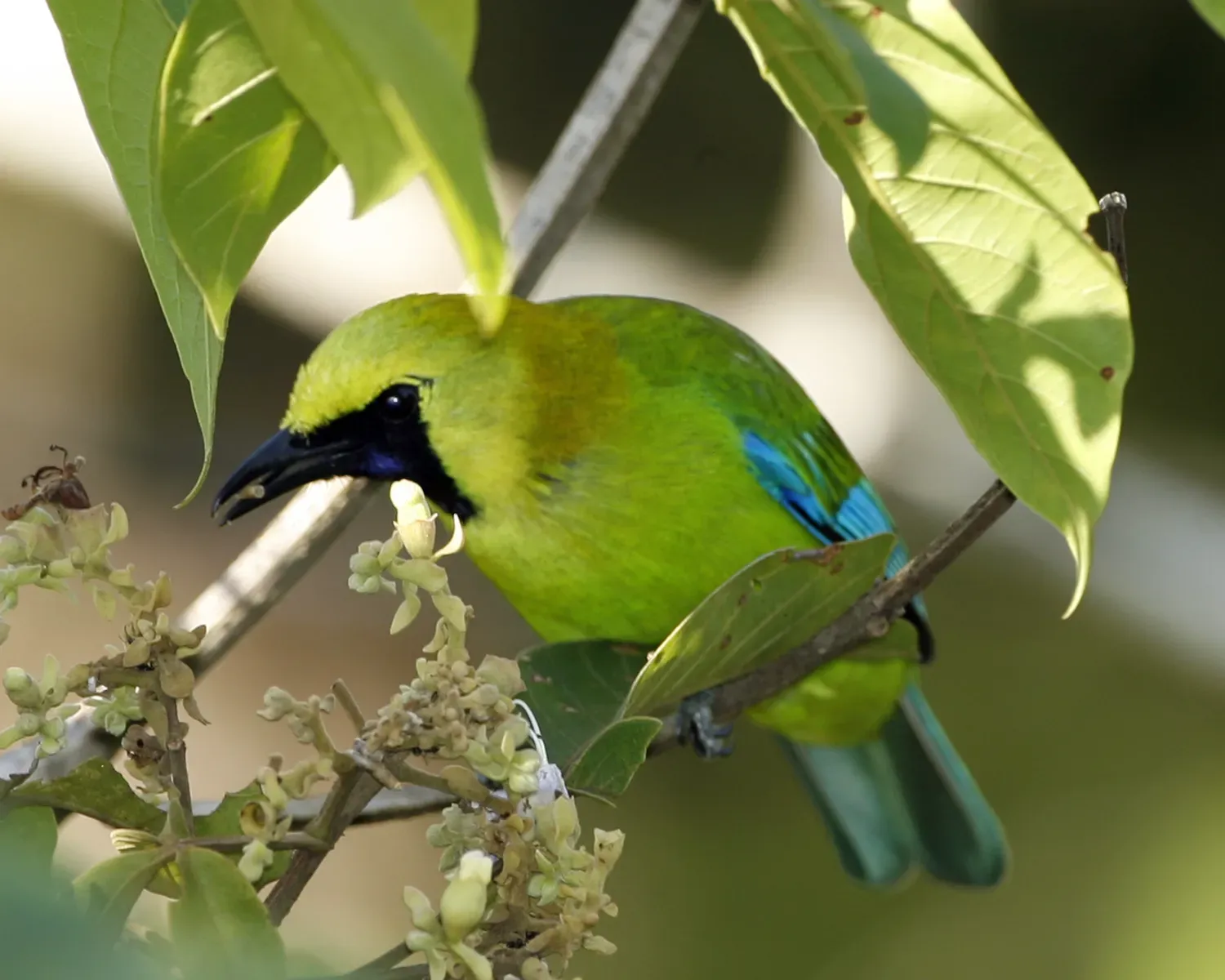 File:Chloropsis cochinchinensis -Singapore-8.jpg