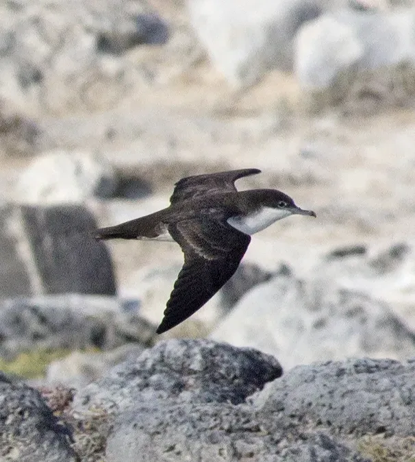 File:Galapagos Petrel (Pterodroma phaeopygia).jpg