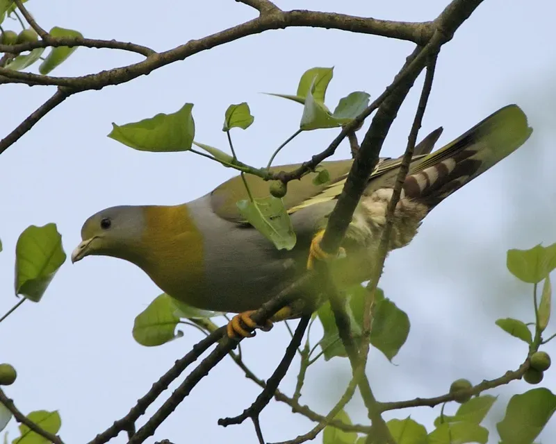 File:Yellow-footed Green-Pigeon (Treron phoenicopterus) female-8.jpg