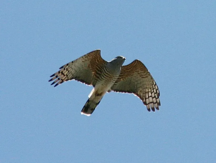 File:African Cuckoo-Hawk (Aviceda cuculoides) in flight.jpg
