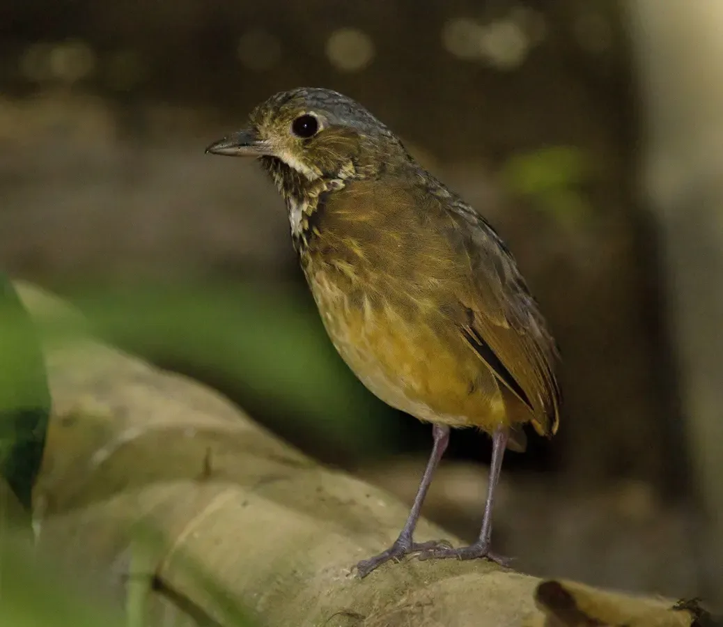 File:Grallaria guatimalensis 2.jpg