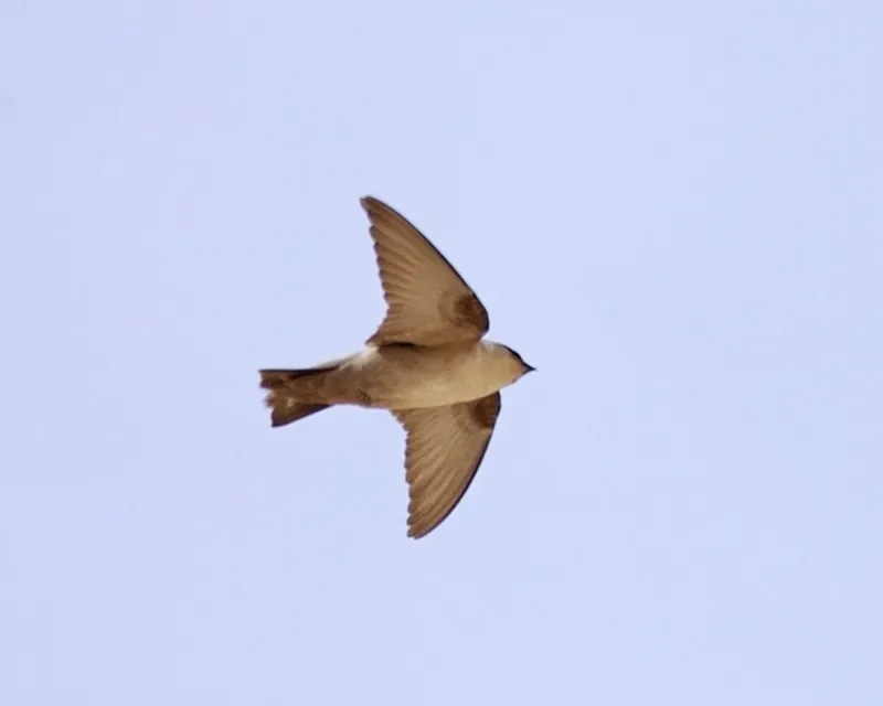 File:Ptyonoprogne obsoleta, Cairo 1.jpg