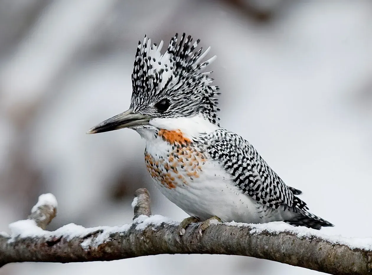 File:Megaceryle lugubris, crop.jpg