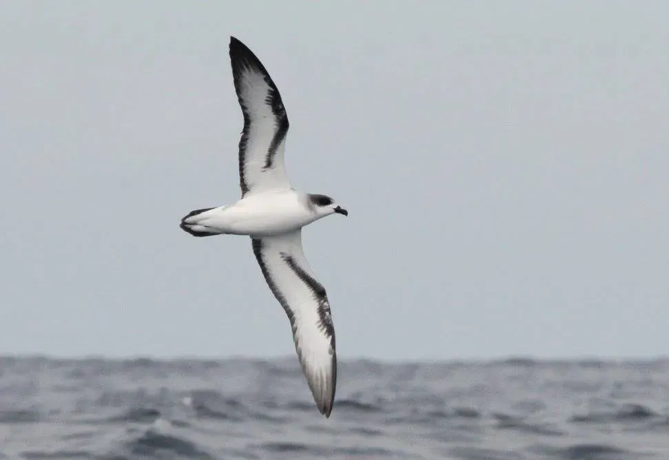 File:Pterodroma baraui, Durban, Birding Weto, a.jpg