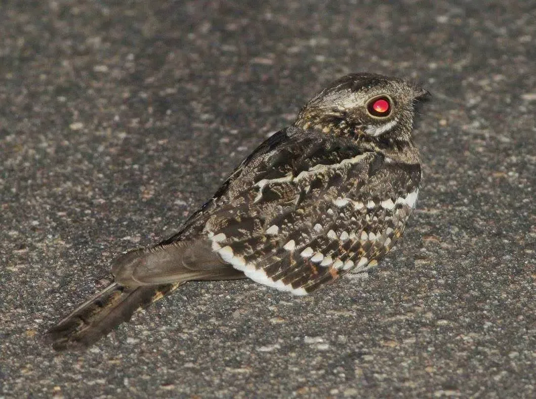 File:Caprimulgus fossii subsp mossambicus, Pretoriuskop, Birding Weto, a.jpg