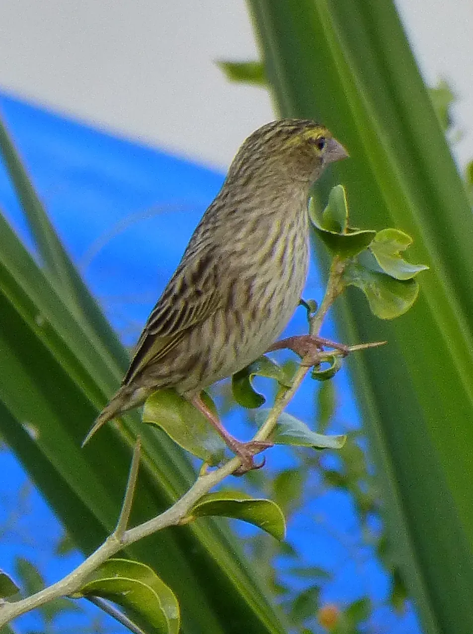 File:Euplectes capensis - 0140.jpg