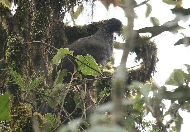 File:Andean Guan (Penelope montagnii).jpg