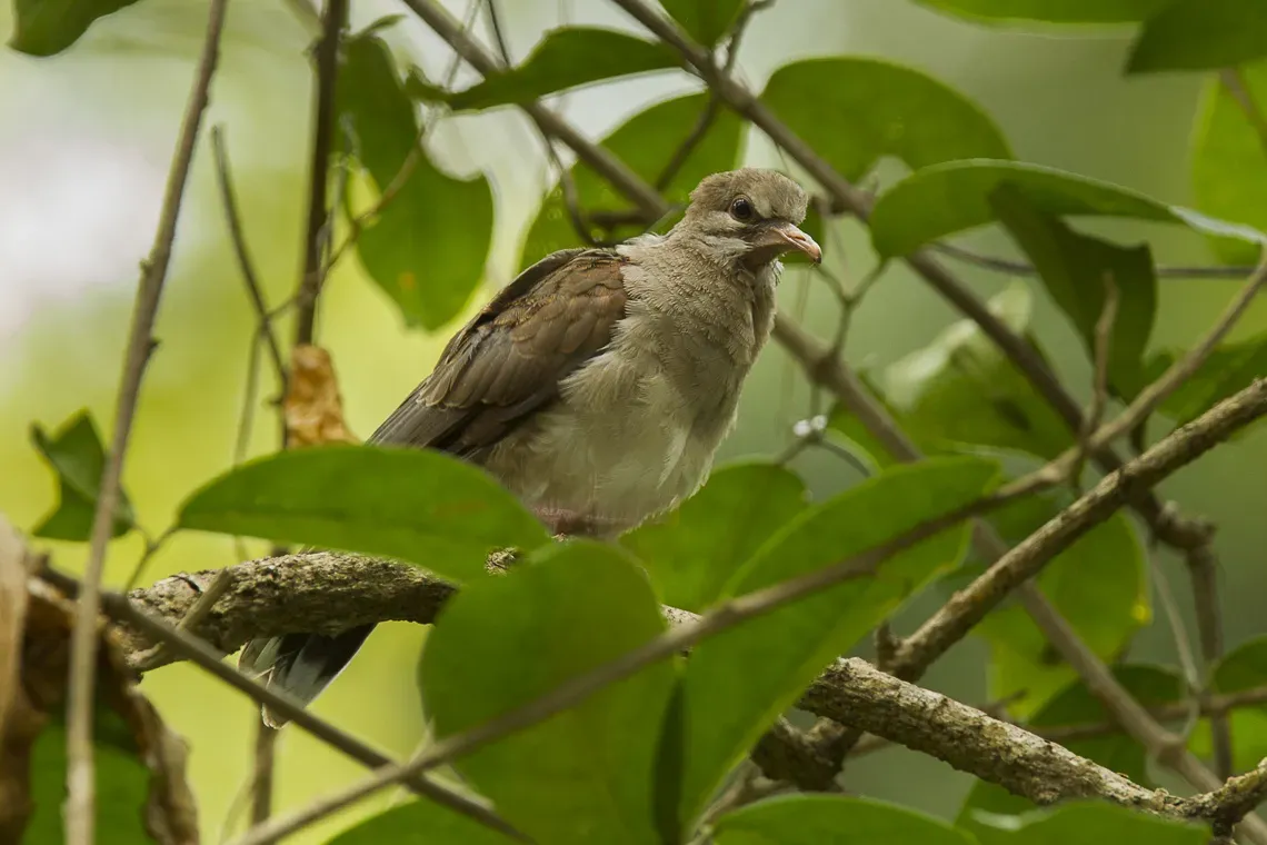 File:Leptotila pallida.jpg