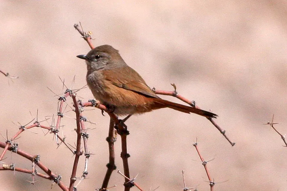 File:Pseudasthenes steinbachi.jpg