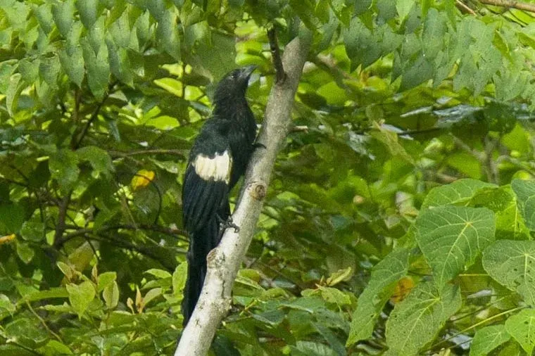 File:Centropus goliath.jpg