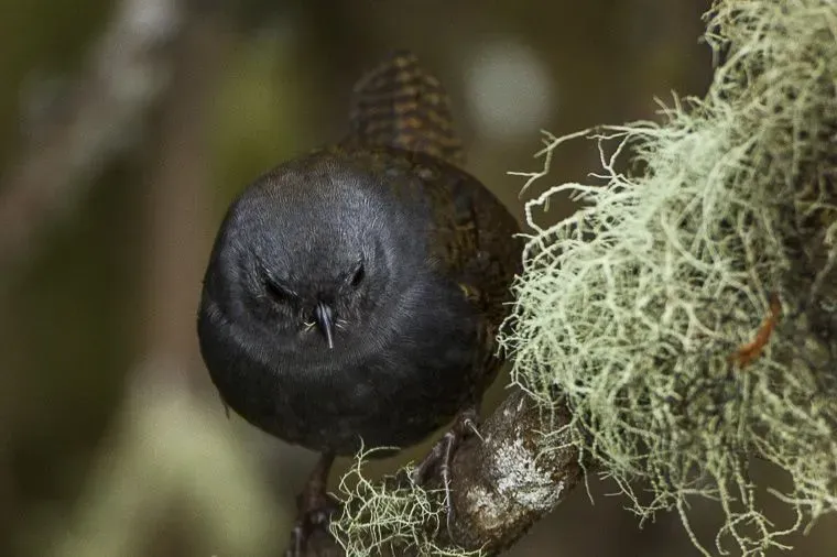 File:Scytalopus opacus.jpg
